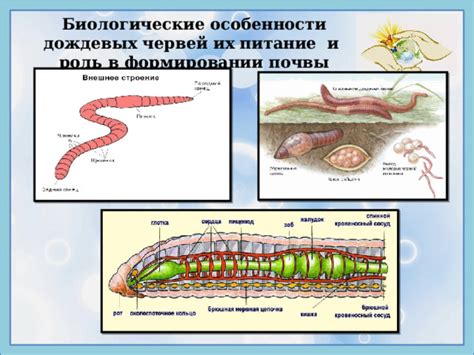 Биологические особенности изюма: роль в приготовлении классического десерта