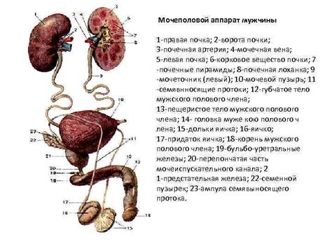 Биологические особенности мочеиспускательной системы у женщин