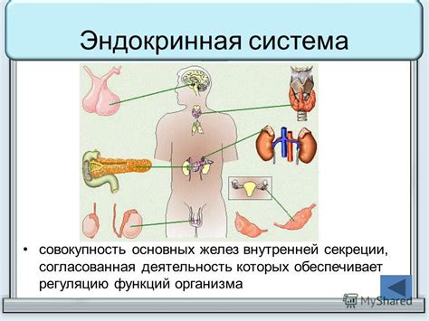 Биологические процессы, обеспечивающие регуляцию функций организма