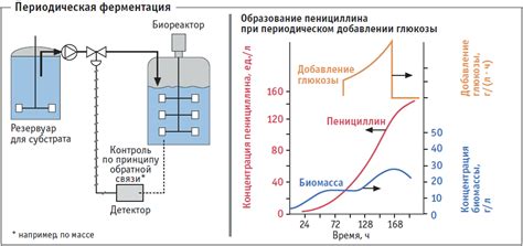 Биологические процессы, протекающие в процессе ферментации с хмельными дрожжами