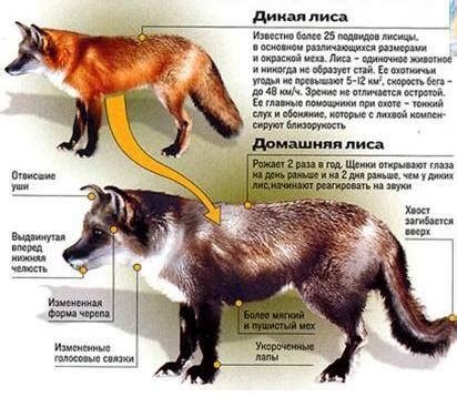 Биологический аспект