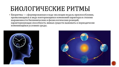 Биологический ритм и его значение в обеспечении качественного отдыха