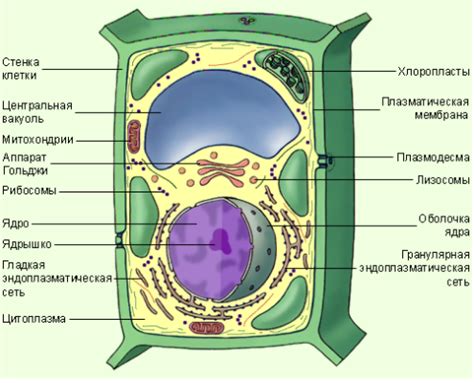 Биологический состав клетки растений: основные компоненты и их функции