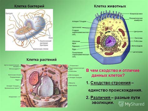 Биологическое влияние мезосом на функционирование растений