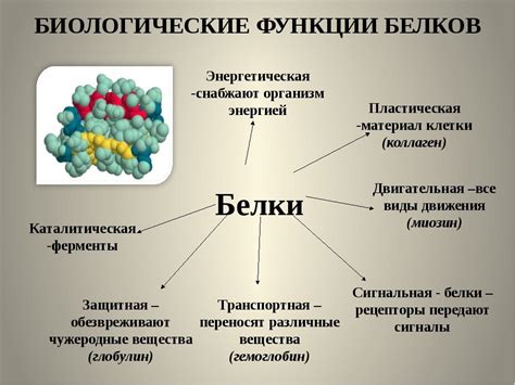 Биологическое значение белков для жизнедеятельности организма человека