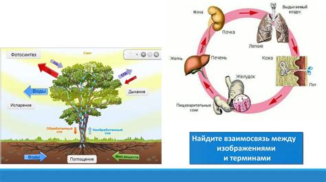 Биологическое значение органов и процессов выделения у организмов