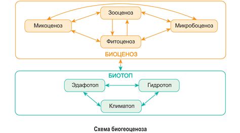 Биосистемы: иерархия взаимодействий