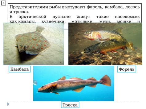 Биотопы и условия существования арктической рыбы