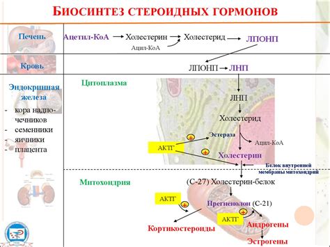 Биохимические процессы и механизмы регуляции питания организма