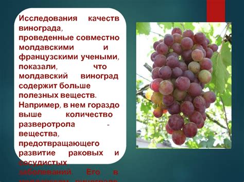 Благотворные качества винограда: запас полезных веществ и сильные антиоксиданты