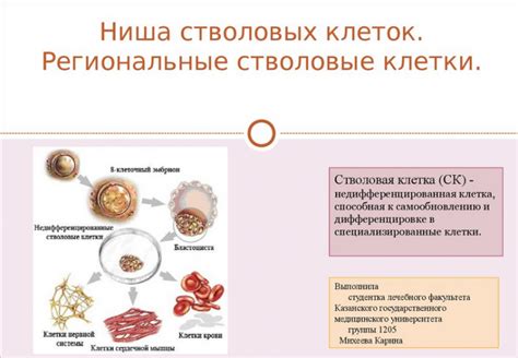 Ближайшие точки взаимодействия: клетки фолликулярной дендритной сети и слизистые оболочки