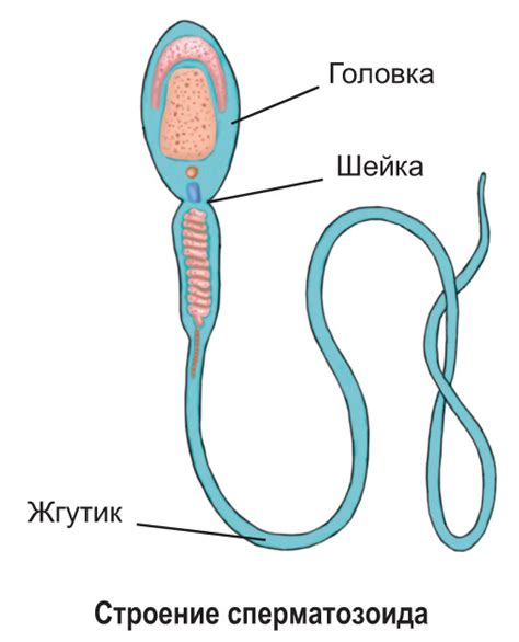 Блуждание мужских половых клеток: от места вступления во влагалище к фаллопиевым трубам