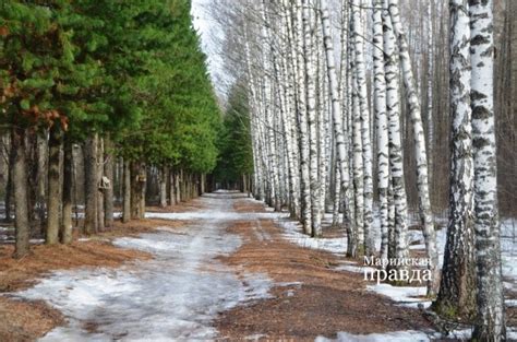 Богатство березовых рощ у поселка Кингисепп