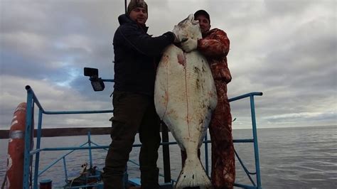 Богатство живого мира морской фауны на просторах Охотского моря