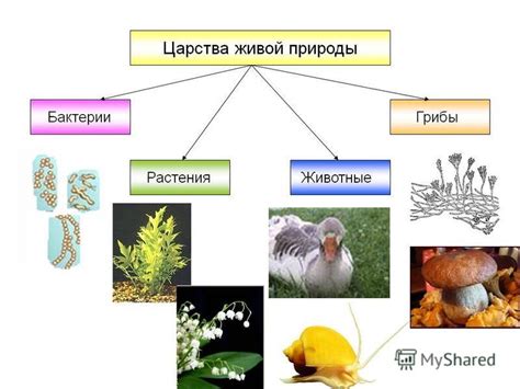 Богатство природы и разнообразие живых организмов Амурского бассейна