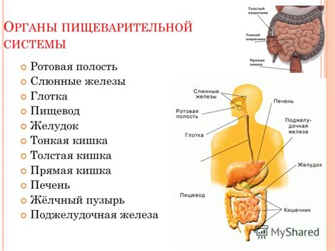 Богатый состав огурцов и его положительное воздействие на органы пищеварительной системы