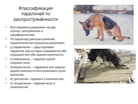 Болезненность задних конечностей у собак: источники и факторы возникновения