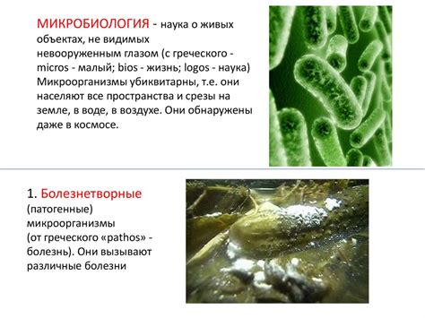 Болезнетворные микроорганизмы и насекомые-распространители заболеваний