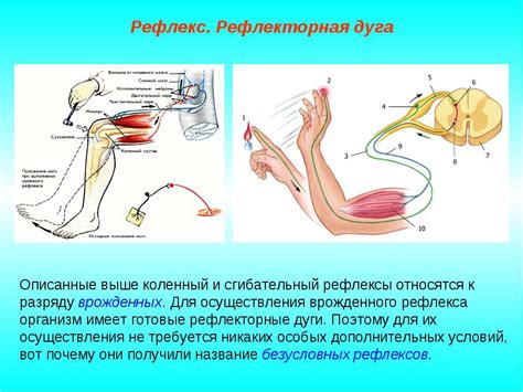 Быстрые рефлексы и заморозка