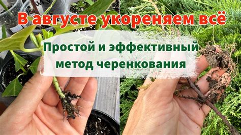 Важная информация для успешного выполнения процесса укоренения побегов ремонтанта в растворе