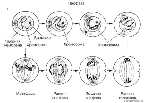 Важная роль мейоза в формировании гамет у растений