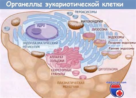 Важная роль органеллы в процессе пищеварения внутри клетки