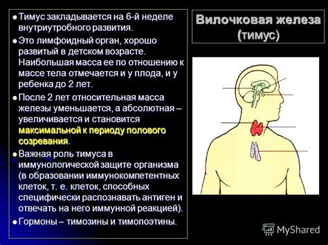 Важная роль тимуса в иммунологической системе