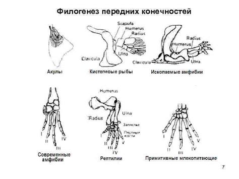 Важность анатомии каркаса передних конечностей для участников экосистемы