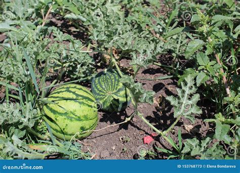 Важность арбуза: огромное поле источник ягод, обладающих множеством полезных свойств