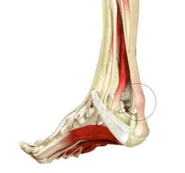 Важность ахиллового сухожилия в организации движений