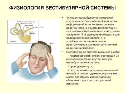 Важность вестибулярного аппарата для поддержания равновесия
