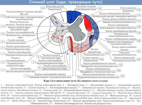 Важность взаимодействия головного и спинного мозга в координации движений