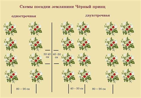 Важность выбора оптимального места для посадки виноградных лоз