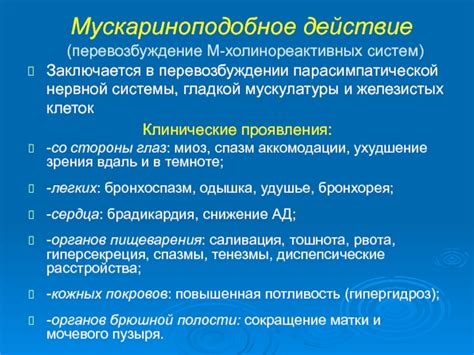 Важность гладкой мускулатуры в функционировании дыхательной системы