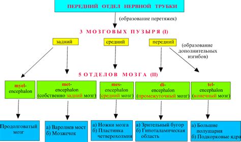 Важность для развития нервной системы