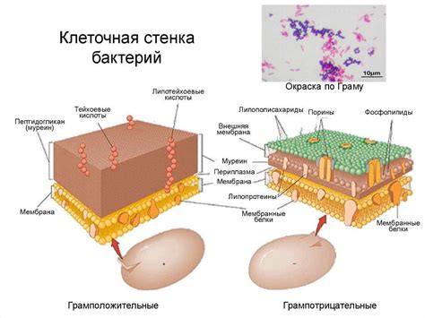 Важность клеточной оболочки у микроорганизмов