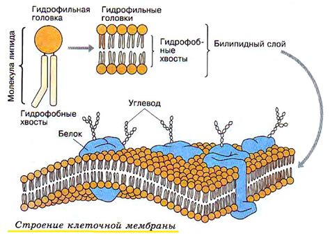 Важность клеточной структуры для процесса брожения: роли и функции