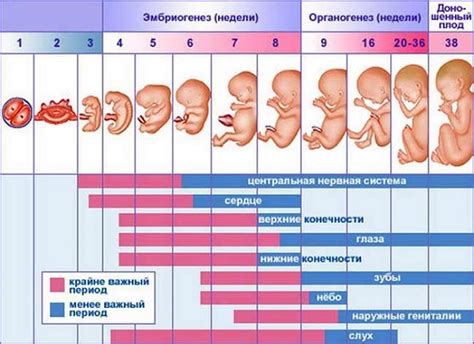 Важность контроля положения малыша на 16-ой неделе беременности для предотвращения осложнений