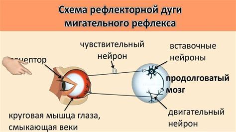 Важность мигательного рефлекса и его влияние на функционирование зрительной системы