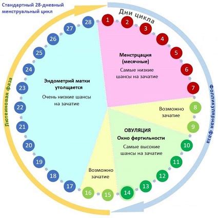 Важность нормального цикла месячных