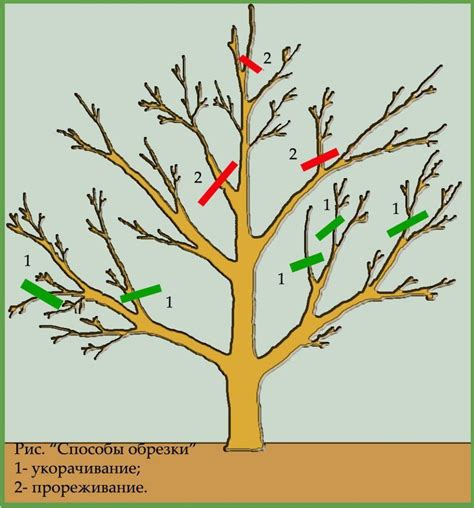 Важность обрезки и формирования кроны растений