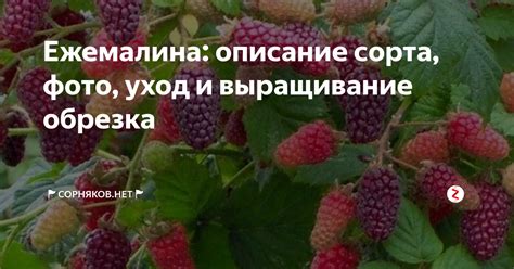 Важность окружения другими растениями для ежемалины