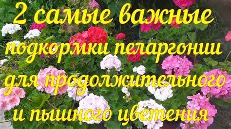 Важность оптимального полива для прекрасного и продолжительного цветения