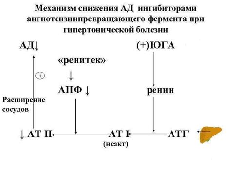 Важность питания в процессе лечения аутосомно-доминантного образования