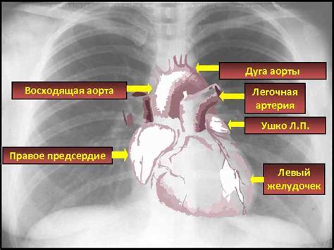 Важность проведения исследования сердца у маленьких пациентов