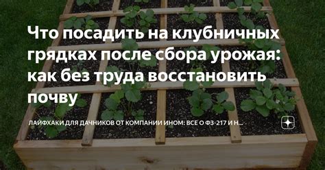 Важность разнообразия посева на грядках после сбора плодов и растений