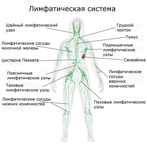 Важность регулярного осмотра лимфатических узлов в области паха