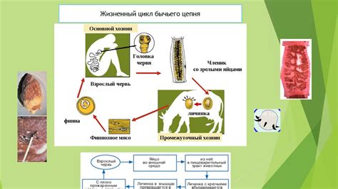 Важность роли нервной координации у паразитических червей