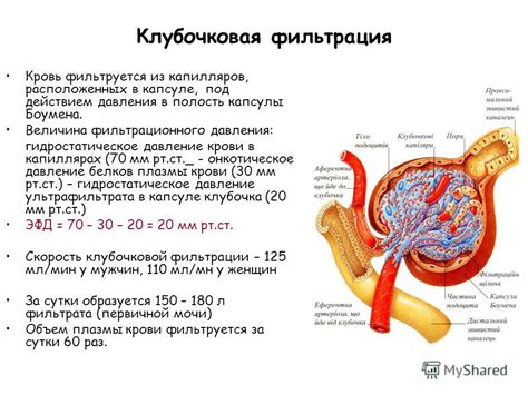 Важность роли оболочки Боумена в фильтрации крови