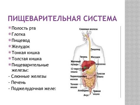 Важность слизистых оболочек в процессе пищеварения